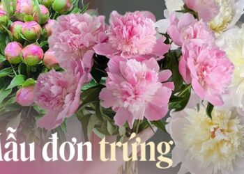 Mẫu đơn trứng mua về không nở: Áp dụng ngay cách này, đảm bảo hoa nở rộ, ngập sắc và hương chỉ sau 1 đêm