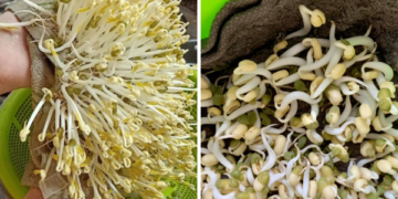 Cách làm giá đỗ siêu đơn giản, không cần tưới nước