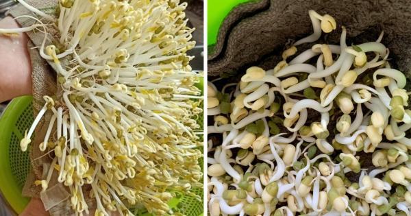 Cách làm giá đỗ siêu đơn giản, không cần tưới nước