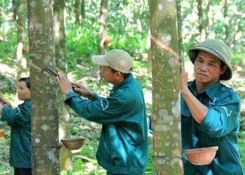 Không còn ghi nhận tiền đền bù đất, Cao su Phước Hoà báo lãi giảm 68%