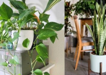 6 cây cảnh lọc khí, tài lộc cho ngôi nhà bạn
