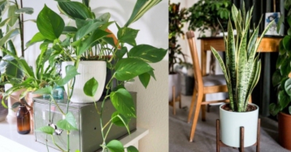 6 cây cảnh lọc khí, tài lộc cho ngôi nhà bạn