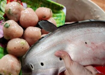 Cùng họ cá rồng nhưng số phận hẩm hiu, chỉ để lợn ăn; dân quê dùng 1 chiêu, người thành phố “phát cuồng”