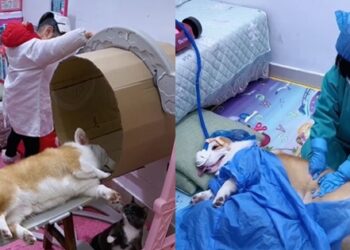 Khao khát làm bác sĩ, bé gái có bố, mèo và chó được cho là “Ekip tâm huyết đến ngỡ ngàng”