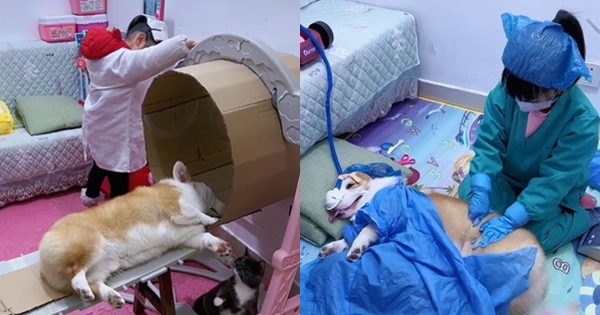 Khao khát làm bác sĩ, bé gái có bố, mèo và chó được cho là “Ekip tâm huyết đến ngỡ ngàng”