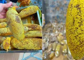 Mật ong ruồi tí hon giá tiền triệu/lít có gì độc lạ?