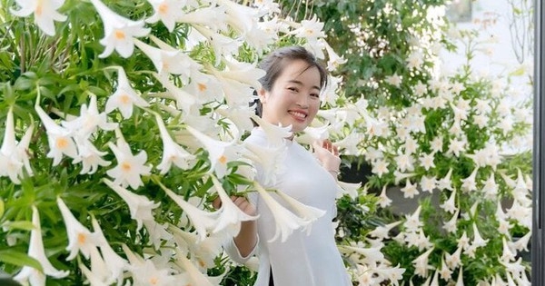 ‘Studio tại gia’ gồm 2.500 bông loa kèn của người phụ nữ Hải Phòng gây sốt mạng