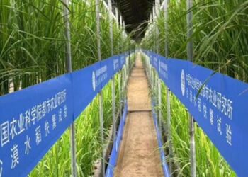 Trung Quốc phát triển giống lúa nhanh trong nhà kính trên sa mạc Tân Cương
