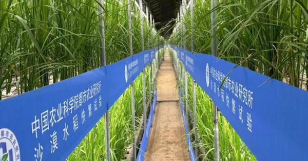 Trung Quốc phát triển giống lúa nhanh trong nhà kính trên sa mạc Tân Cương