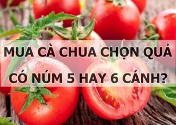 Nên chọn quả có núm 5 hay 6 cánh khi mua cà chua?