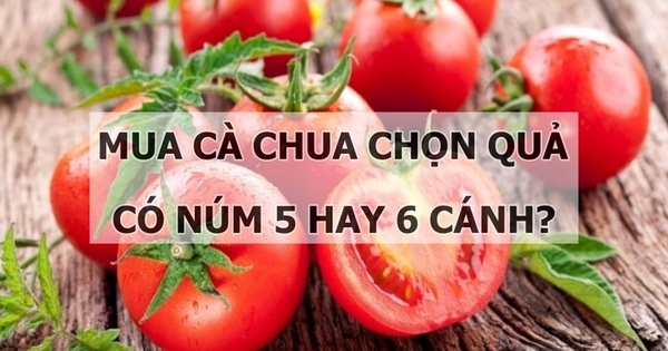 Nên chọn quả có núm 5 hay 6 cánh khi mua cà chua?