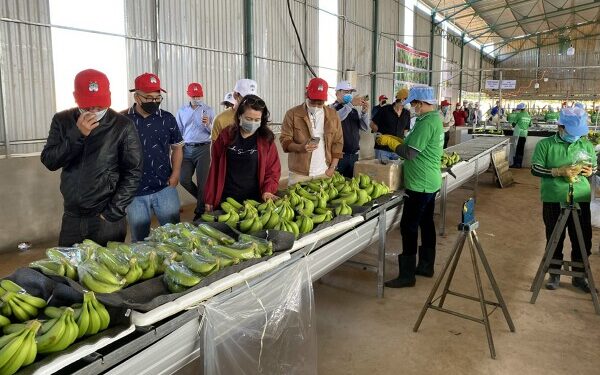 HAGL lãi ròng 215 tỷ quý I, lợi nhuận gộp mảng nuôi heo chưa tới 6 tỷ đồng