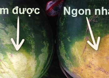 Nắng nóng đã về, chọn dưa hấu giải nhiệt nhớ chú ý điểm này, mua 10 trúng cả 10 quả ngon ngọt