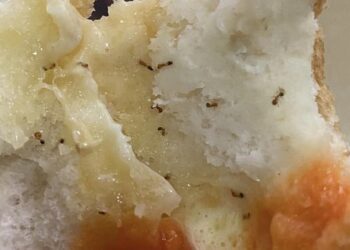 Ổ bánh mì của thương hiệu nổi tiếng “đính kèm”… ổ kiến, dân mạng phản ứng bất ngờ: “Lỗi thời mới đi ăn bánh mì này!”