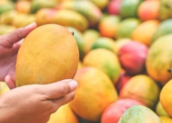 Mẹo nhận biết xoài chín bằng hóa chất hay chín tự nhiên
