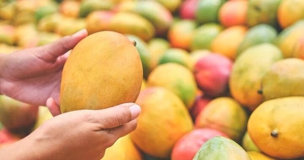 Mẹo nhận biết xoài chín bằng hóa chất hay chín tự nhiên