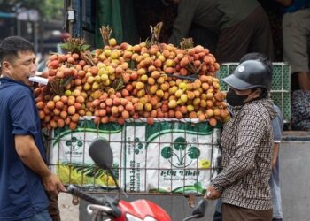 Thủ phủ vải thiều Lục Ngạn mất mùa, giá tăng gấp rưỡi