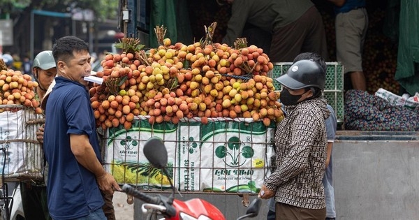 Thủ phủ vải thiều Lục Ngạn mất mùa, giá tăng gấp rưỡi