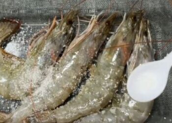 Cất tôm trong tủ lạnh nhớ cho thêm thứ gia vị này: Nhà nào cũng có, để cả tháng tôm vẫn tươi ngon như mới