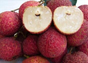 Mua vải chọn quả to hay nhỏ thì sẽ ngon hơn? Đáp án đơn giản nhưng không phải ai cũng biết