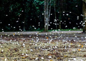 Nơi phát hiện có hàng triệu cánh bướm như truyện cổ tích, thì ra là điểm quen thuộc, cách Hà Nội hơn 100km