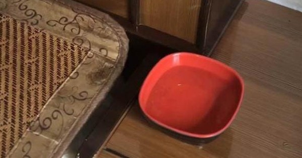 Đặt một bát nước ở góc nhà, muỗi và côn trùng sẽ tránh xa, không còn lởn vởn xung quanh nữa