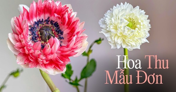 Hội chị em “phát sốt” với loài hoa mang vẻ đẹp ngọt như kẹo, lại có tác dụng chữa bệnh