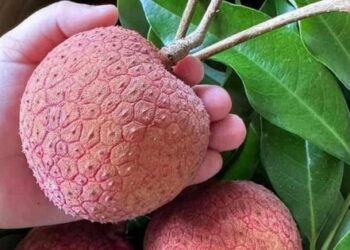 Xuất hiện quả vải “siêu to khổng lồ” ngang bàn tay người, cư dân mạng săn lùng tìm mua