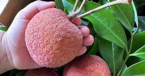 Xuất hiện quả vải “siêu to khổng lồ” ngang bàn tay người, cư dân mạng săn lùng tìm mua
