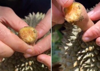 Làm thế nào để biết đâu là sầu riêng chín tự nhiên, không hoá chất? Hãy để ý 2 chi tiết cực quan trọng