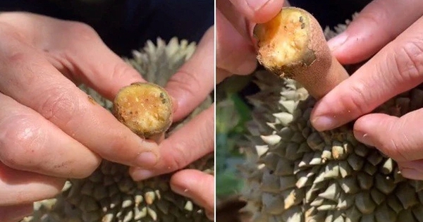 Làm thế nào để biết đâu là sầu riêng chín tự nhiên, không hoá chất? Hãy để ý 2 chi tiết cực quan trọng