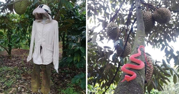 1001 cách người nông dân bảo vệ những trái sầu riêng khỏi kẻ trộm, “hú hồn” nhất là cảnh rắn bò