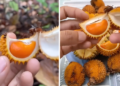 Xuất hiện loại sầu riêng tí hon nhưng đầy ắp múi khiến nhiều người xuýt xoa: “Đúng là trái dành riêng cho người hết tiền mà”