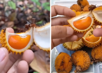 Xuất hiện loại sầu riêng tí hon nhưng đầy ắp múi khiến nhiều người xuýt xoa: “Đúng là trái dành riêng cho người hết tiền mà”
