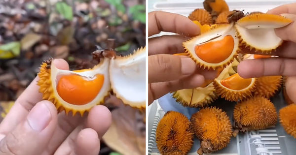 Xuất hiện loại sầu riêng tí hon nhưng đầy ắp múi khiến nhiều người xuýt xoa: “Đúng là trái dành riêng cho người hết tiền mà”