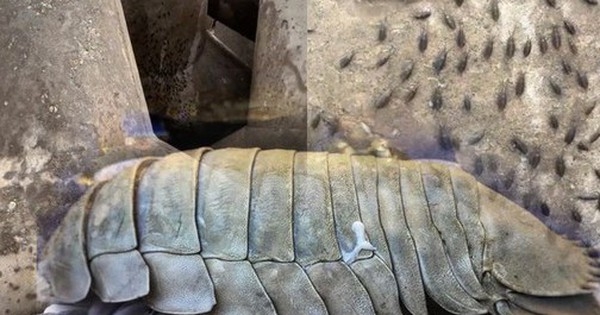 Sự thật về ổ gián trên đảo Cô Tô khiến nhiều người sợ hãi: Nhìn “hú hồn” nhưng lại là một món đặc sản biển, giá vài triệu/kg?