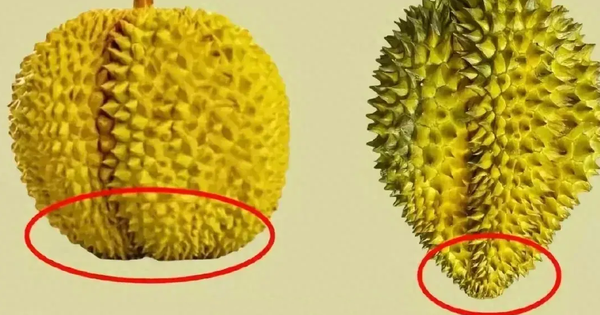 Không cần gõ sầu riêng, mách bạn mẹo này chọn được sầu riêng dày cơm, chín thơm ngọt lịm