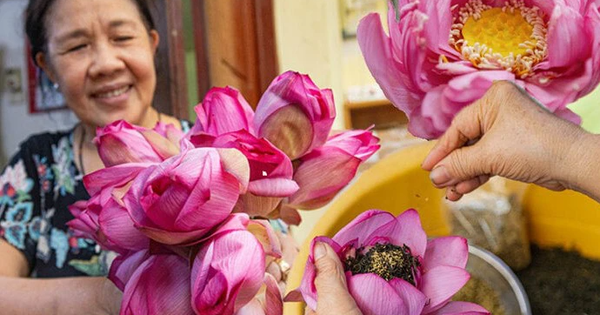 Cận cảnh quy trình ướp loại trà sen đắt đỏ nhất Hà thành, giá chục triệu đồng/kg