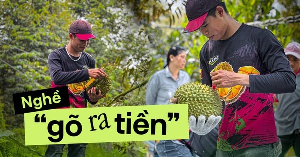 Chàng trai 25 tuổi kinh nghiệm 7 năm leo cây gõ sầu chia sẻ về nghề độc lạ: Thu nhập ngang giám đốc, nhưng không phải ai cũng theo được vì lý do này
