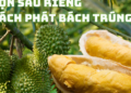 Mẹo lựa sầu riêng ngon đúng chuẩn nhà vườn “bách phát bách trúng”