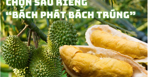 Mẹo lựa sầu riêng ngon đúng chuẩn nhà vườn “bách phát bách trúng”