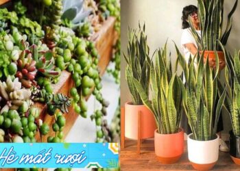 4 loại cây cảnh vừa giảm nhiệt ngày nóng lại ”nịnh” Thần tài, được người giàu coi như ”báu vật”