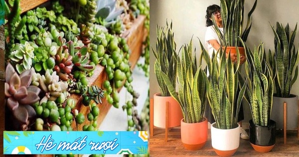 4 loại cây cảnh vừa giảm nhiệt ngày nóng lại ”nịnh” Thần tài, được người giàu coi như ”báu vật”
