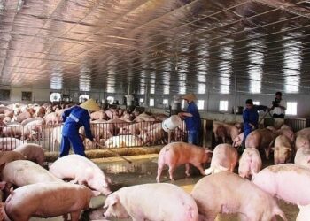 Dabaco, BAF, HAGL đổ xô tái đàn khi heo tăng giá