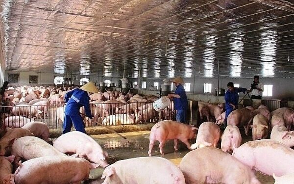 Dabaco, BAF, HAGL đổ xô tái đàn khi heo tăng giá