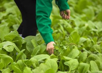 Thế Giới Di Động dừng dự án trồng rau sạch 4KFarm, logistics Toàn Tín