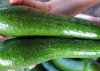 Chọn bơ lấy quả có vỏ láng mịn là sai hoàn toàn: Muốn mua được bơ ngon, hãy chú ý phần này