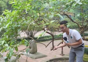 Kỳ lạ cây ổi biết “cười” khi bị cù lét ở Thanh Hóa, sờ vào thân cây liền có cảm giác khó tả trong người