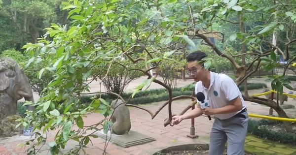 Kỳ lạ cây ổi biết “cười” khi bị cù lét ở Thanh Hóa, sờ vào thân cây liền có cảm giác khó tả trong người