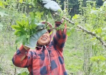 Thu 60 triệu/ngày nhờ lên núi hái rau, dâu Việt ở Hàn kéo cả bố mẹ sang làm nông, đào sâm rừng